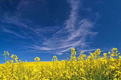 Oilseed rape field against blue sky