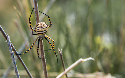 Close-up of insect on plant