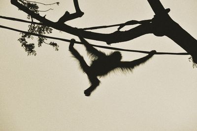 Low angle view of silhouette young orangutan hanging from rope against sky