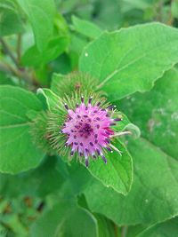 Close-up of purple thistle blooming outdoors