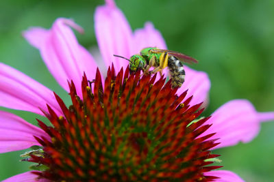 Close-up of honey bee on pink flower