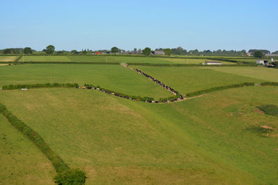 Landscape of green fields with a herd of cattle being moved to open pasture, dorset, england