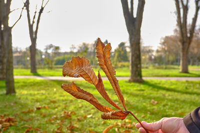 Close-up of hand holding plant on field