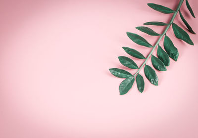 Close-up of potted plant against wall
