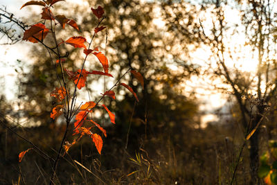 Close-up of orange tree against sky during sunset