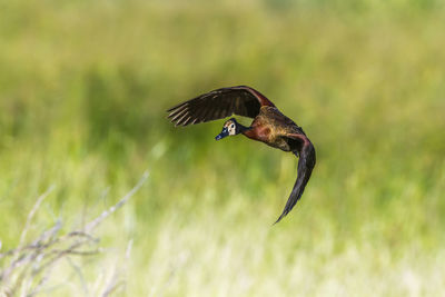 Bird flying