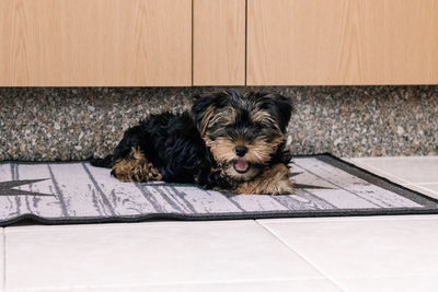 Portrait of a dog resting on tiled floor