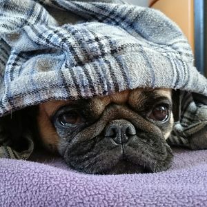 Close-up portrait of dog