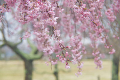 Close-up of pink cherry blossoms in spring