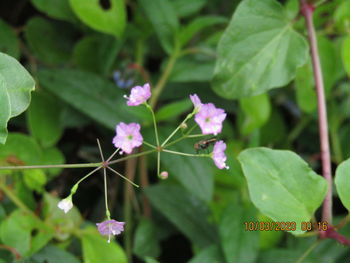Close-up of small purple flowering plant