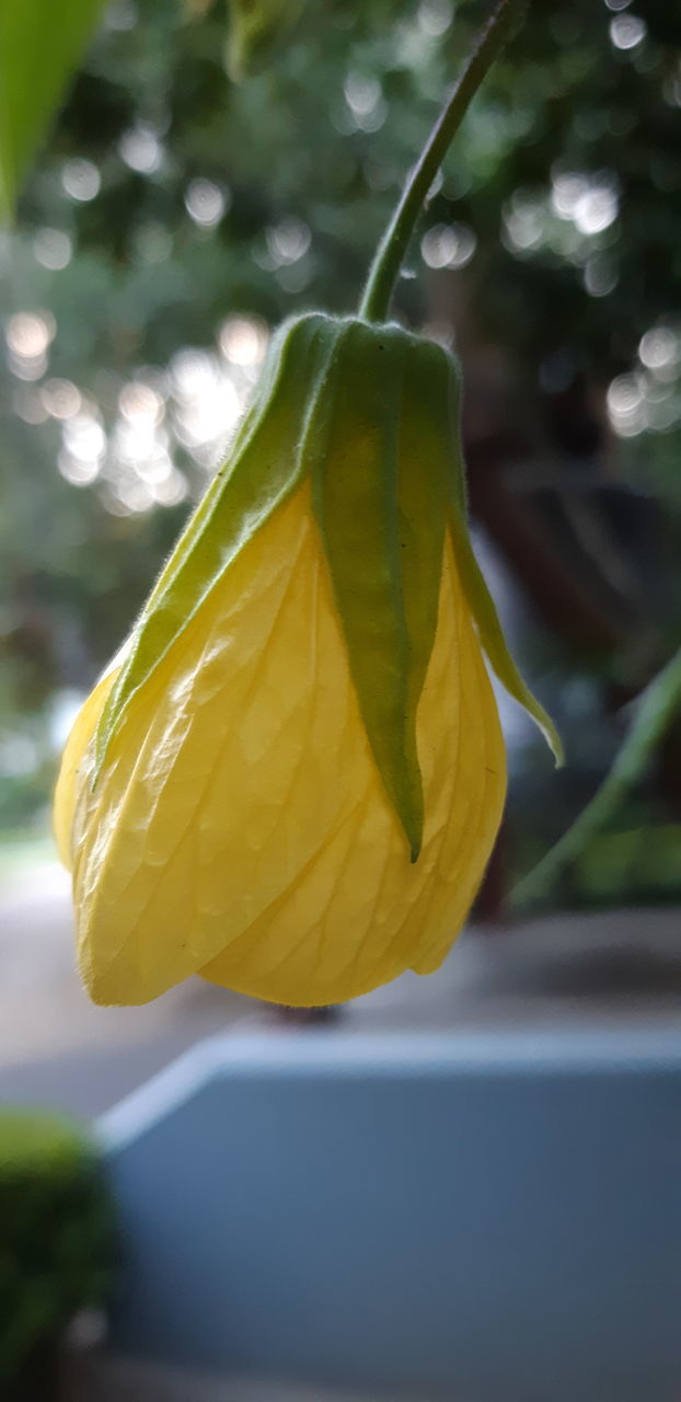 CLOSE-UP OF YELLOW ROSE FLOWER HEAD