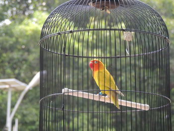 View of bird in cage