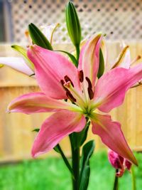 Close-up of pink lily flower