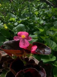 Close-up of pink flowers blooming outdoors