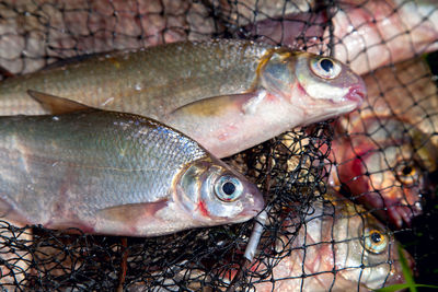 Close-up of fish