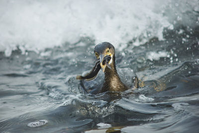 Close-up of duck swimming in lake