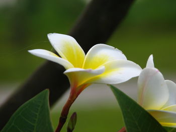 Close-up of frangipani blooming outdoors