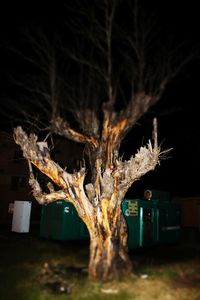 View of trees at night