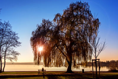 Bare trees against clear sky at sunset