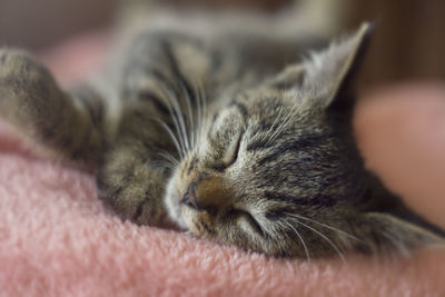 Close-up of cat sleeping