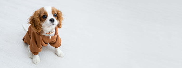 Banner. portrait of puppy wearing brown hoodie. autumn  clothes for pets. cavalier king  spaniel