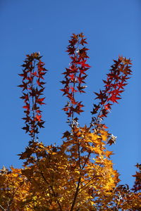 Low angle view of autumnal tree against blue sky