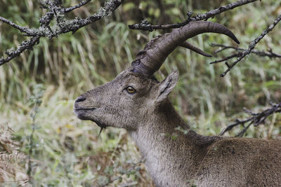 Close-up of goat