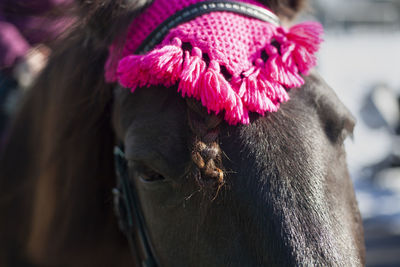 Brown horse close-up. the face of the horse. an animal in the park. coat on the skin of the animal. 