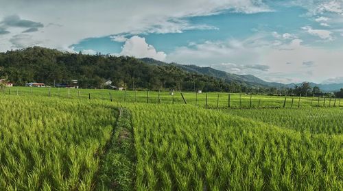 Scenic view of agricultural field against sky