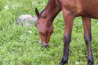 Horse grazing in field