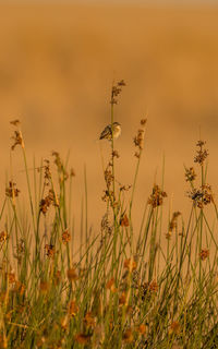 Close-up of stalks in field against sunset sky