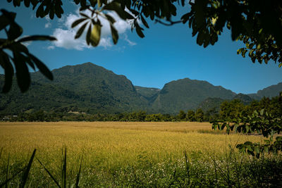 Scenic view of agricultural field against sky