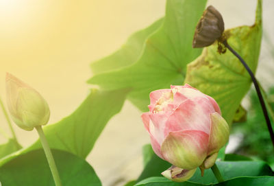 The bud of a lotus flower for natural background