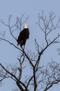 Low angle view of eagle perching on bare tree