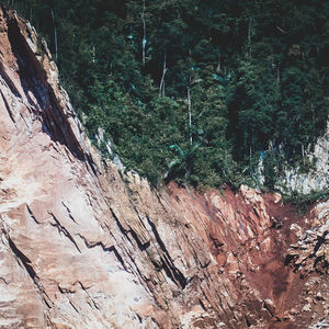 Plants growing on rocks in forest