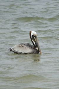 Close-up of pelican swimming in lake