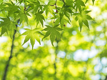 Close-up of leaves on tree