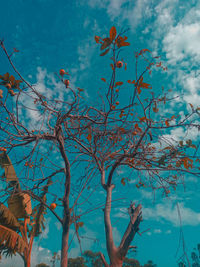 Low angle view of flowering plant against blue sky