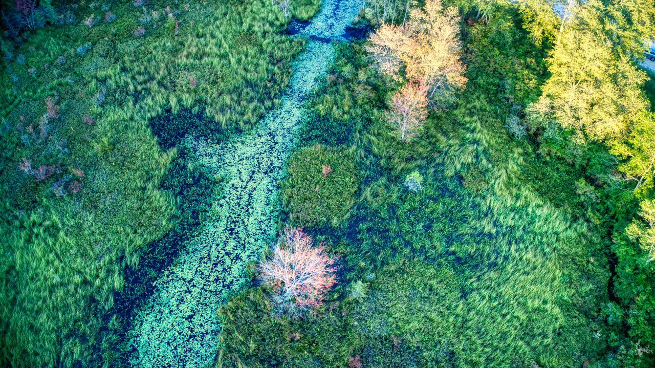 HIGH ANGLE VIEW OF PLANTS GROWING ON LAND