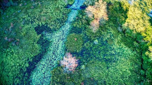 High angle view of plants and trees in forest