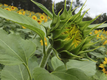 Close-up of fresh green plant