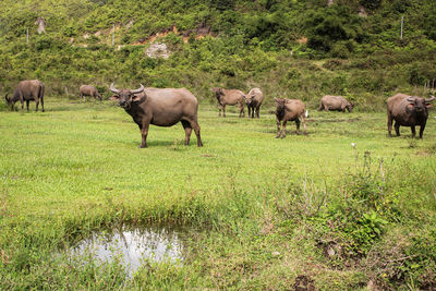 Horses grazing in a field