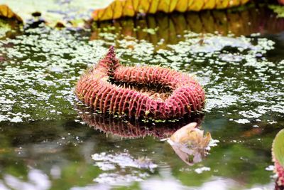 Close-up of a duck in lake