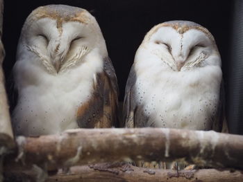 Close-up of birds