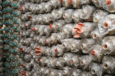 Mushroom cultivation, mushroom growing in farm