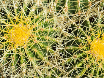 Full frame shot of prickly pear cactus