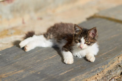 Portrait of cat relaxing on wood
