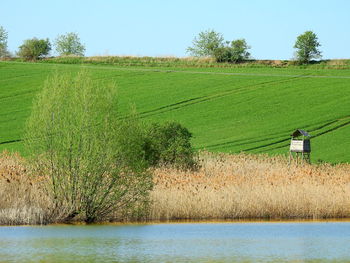 Scenic view of agricultural field against sky