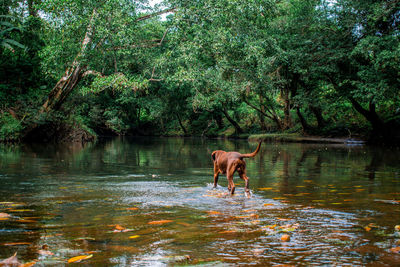 Dog standing in a lake