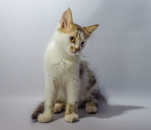 Portrait of cat sitting on white background